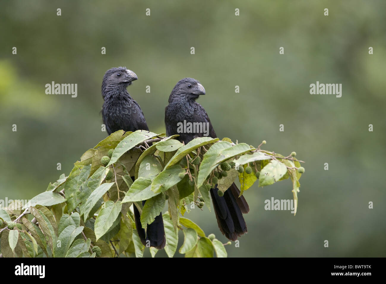 Groove-billed Ani (Crotophaga sulcirostris) adult pair, perched on branch, Cayo District, Belize Stock Photo