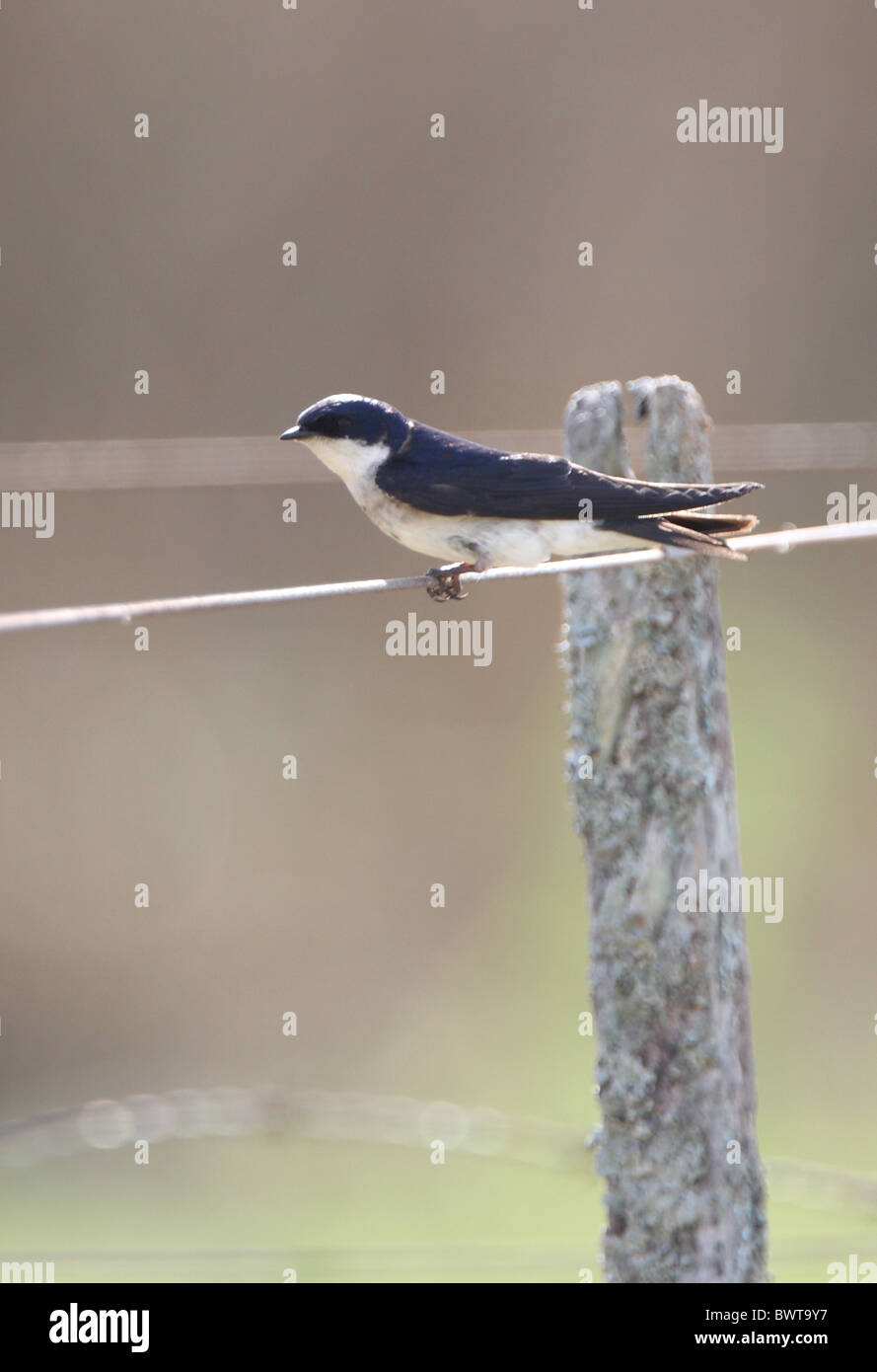 Chilean Swallow (Tachycineta meyeni) adult, perched on wire fence, Buenos Aires Province, Argentina, january Stock Photo