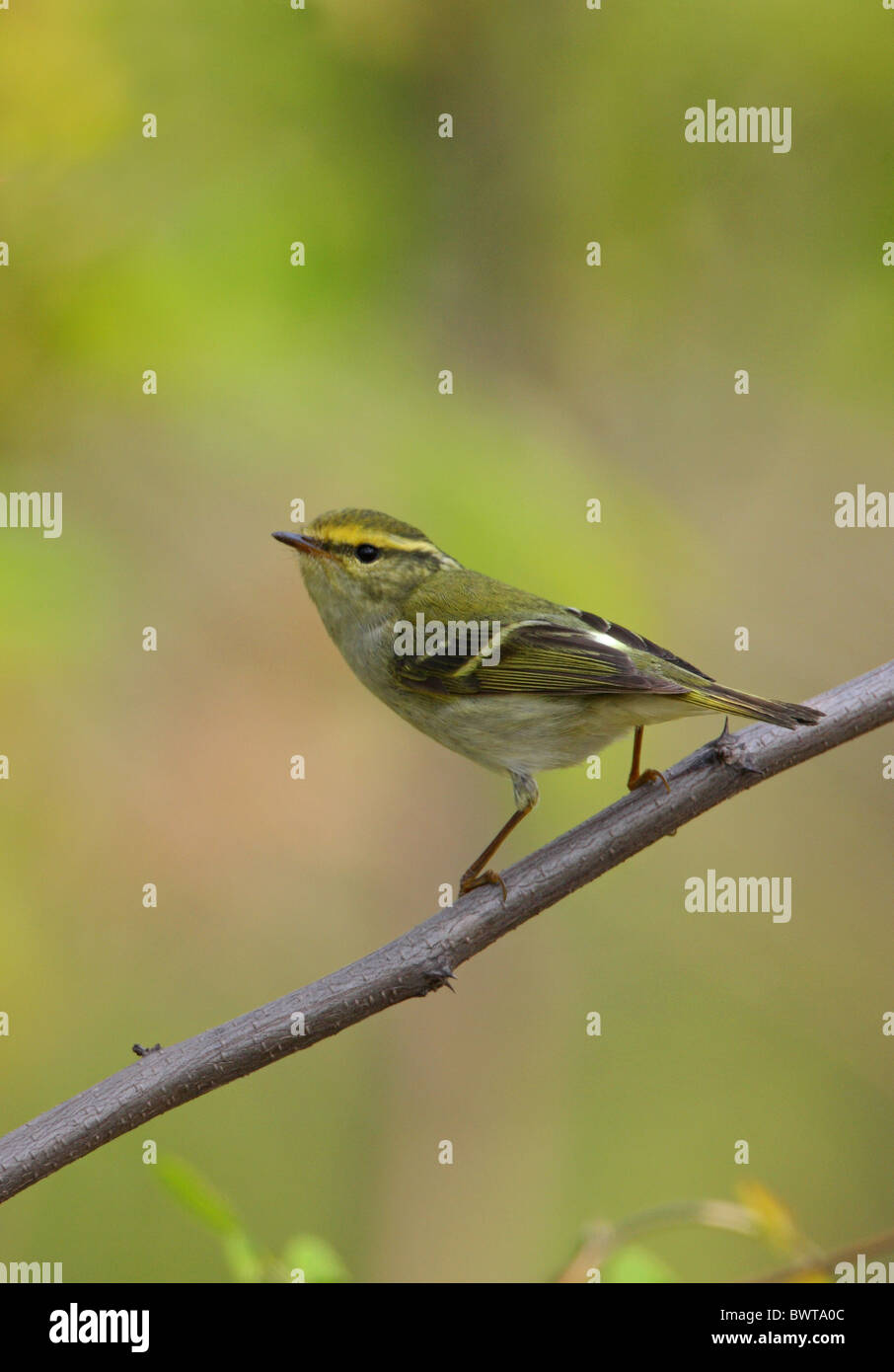 Pallas's Warbler (Phylloscopus proregulus) adult, perched on twig, Hebei, China, may Stock Photo