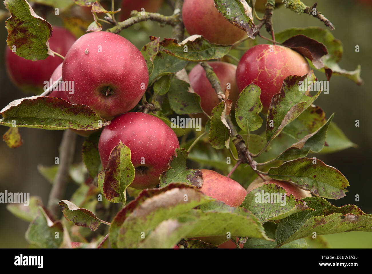 Cultivated Apple (Malus domestica) 'Jonica', red fruited sport of