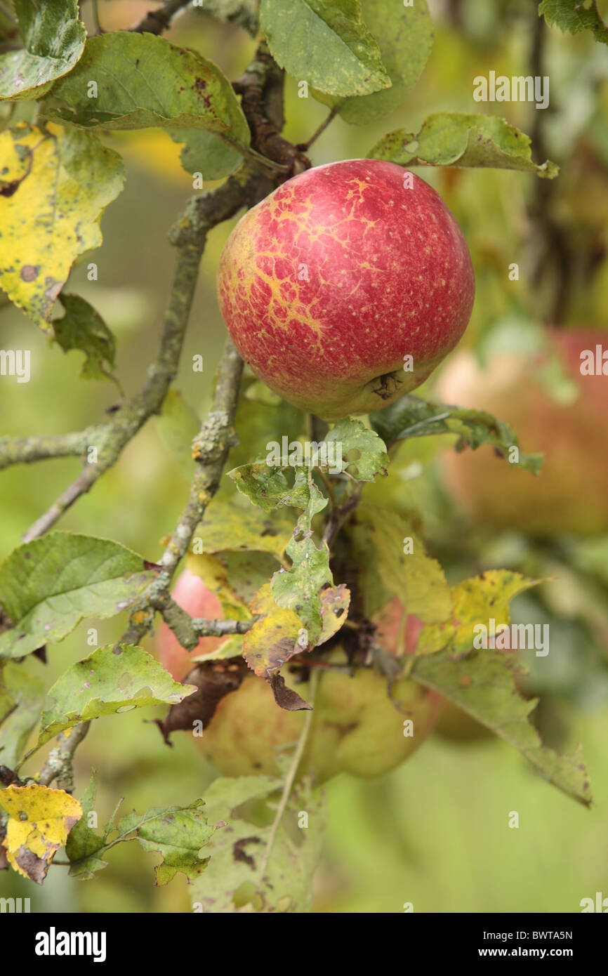 Apple Tree Malus Domestica Jonagold High Resolution Stock Photography