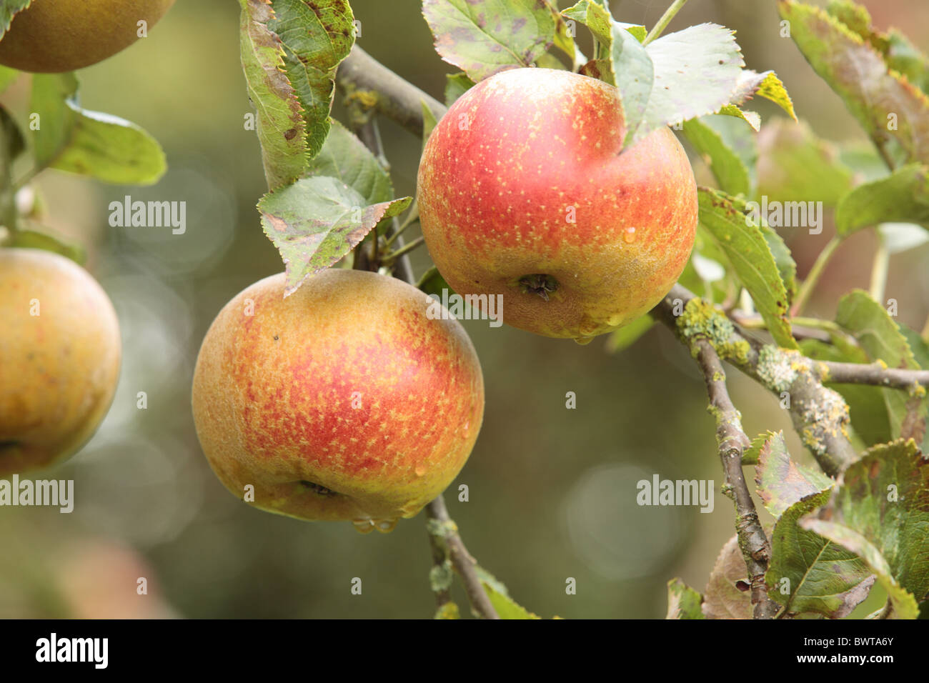 Cultivated Apple (Malus domestica) 'Orleans Reinette', French dual-purpose variety, fruit on tree in orchard, Shropshire, Stock Photo