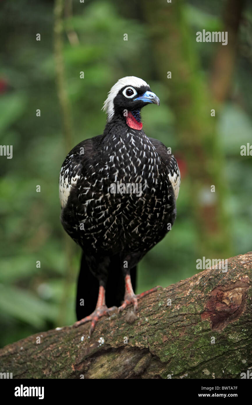 Black-fronted Piping-guan (Aburria jacutinga) adult, perched on branch, Pantanal, Mato Grosso, Brazil Stock Photo