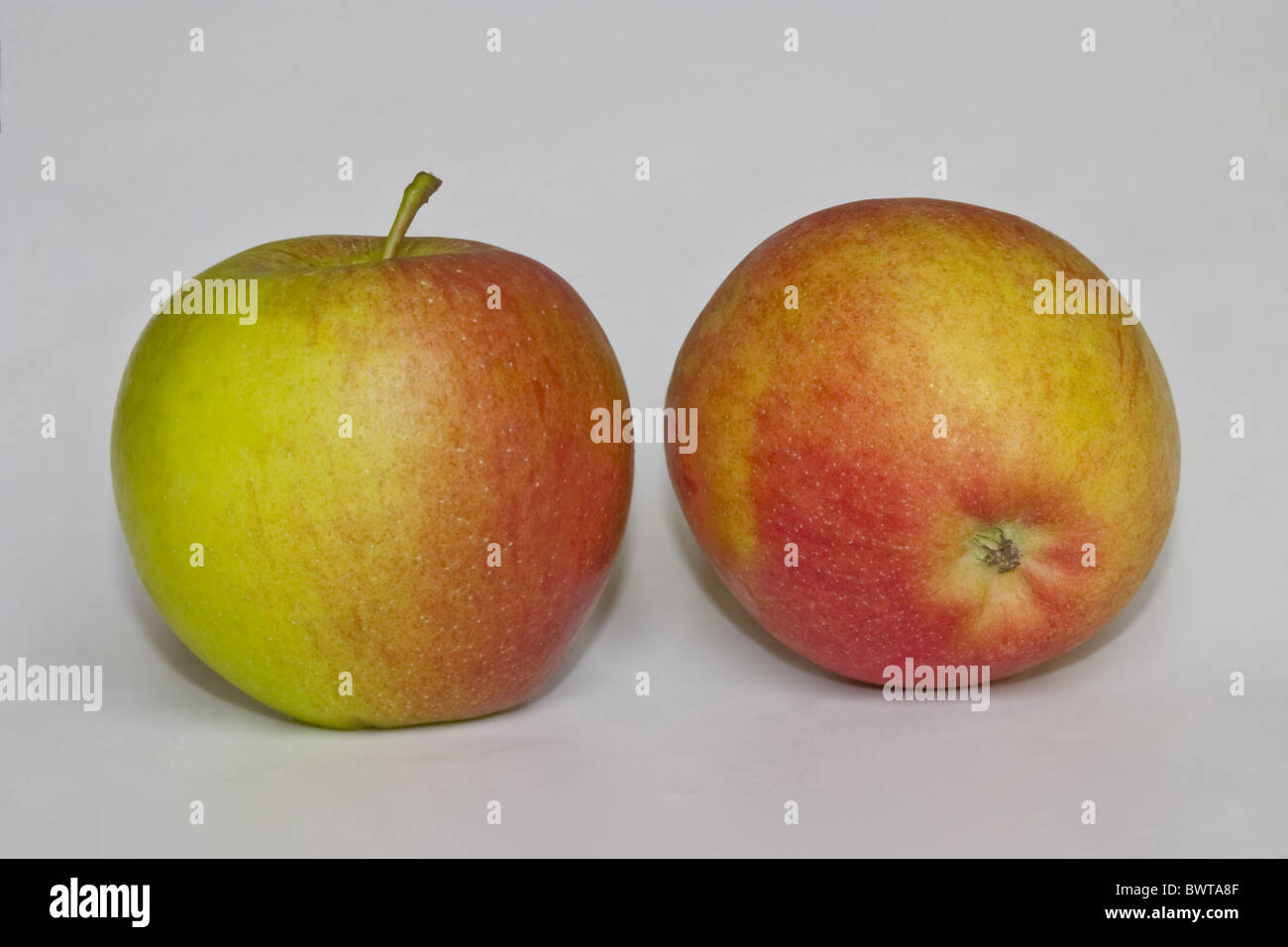 Apple tree malus domestica braeburn hires stock photography and images