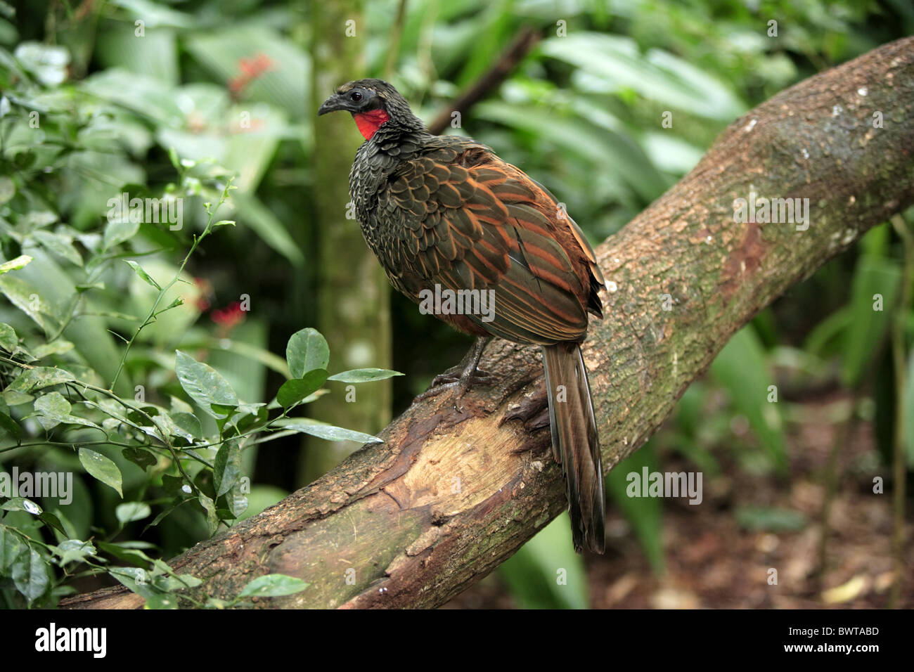 Rusty-margined Guan (Penelope superciliaris) adult, perched on branch, Pantanal, Mato Grosso, Brazil Stock Photo