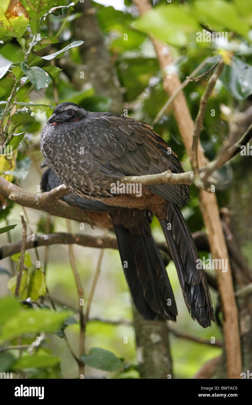 Rusty-margined Guan (Penelope superciliaris) adult, roosting in tree, Pantanal, Mato Grosso, Brazil Stock Photo