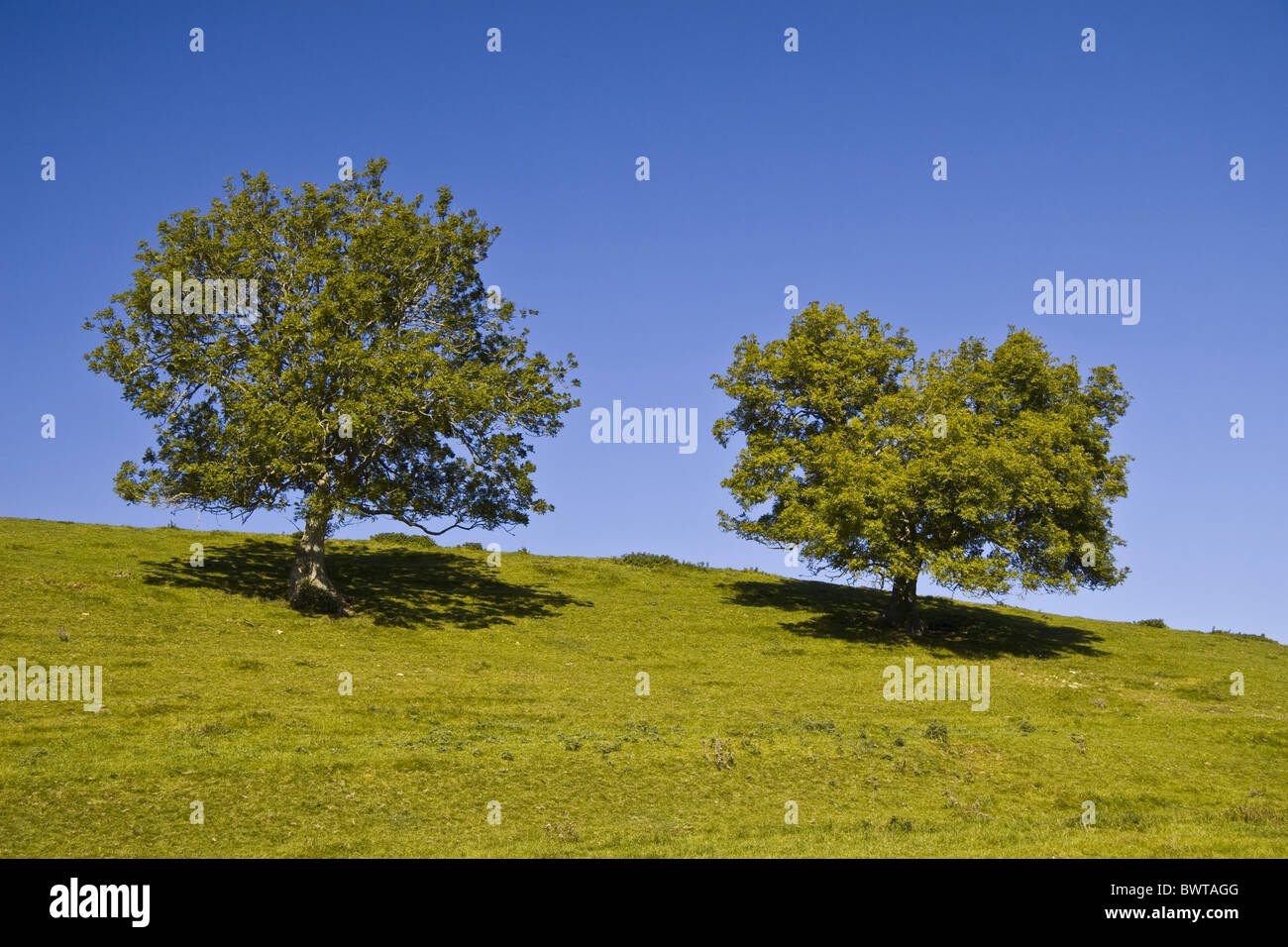 ash autumn deciduous. Excelsior Fraxinus plant plants tree trees two