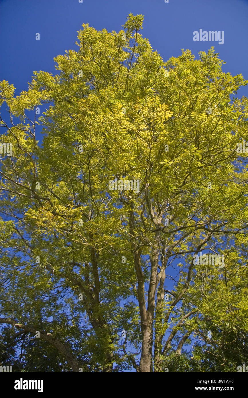 tree trees autumn autumnal muti-stemmed golden yellow leaf leaves turn fall blue sky blue sky skies tree trees ash ashes Stock Photo