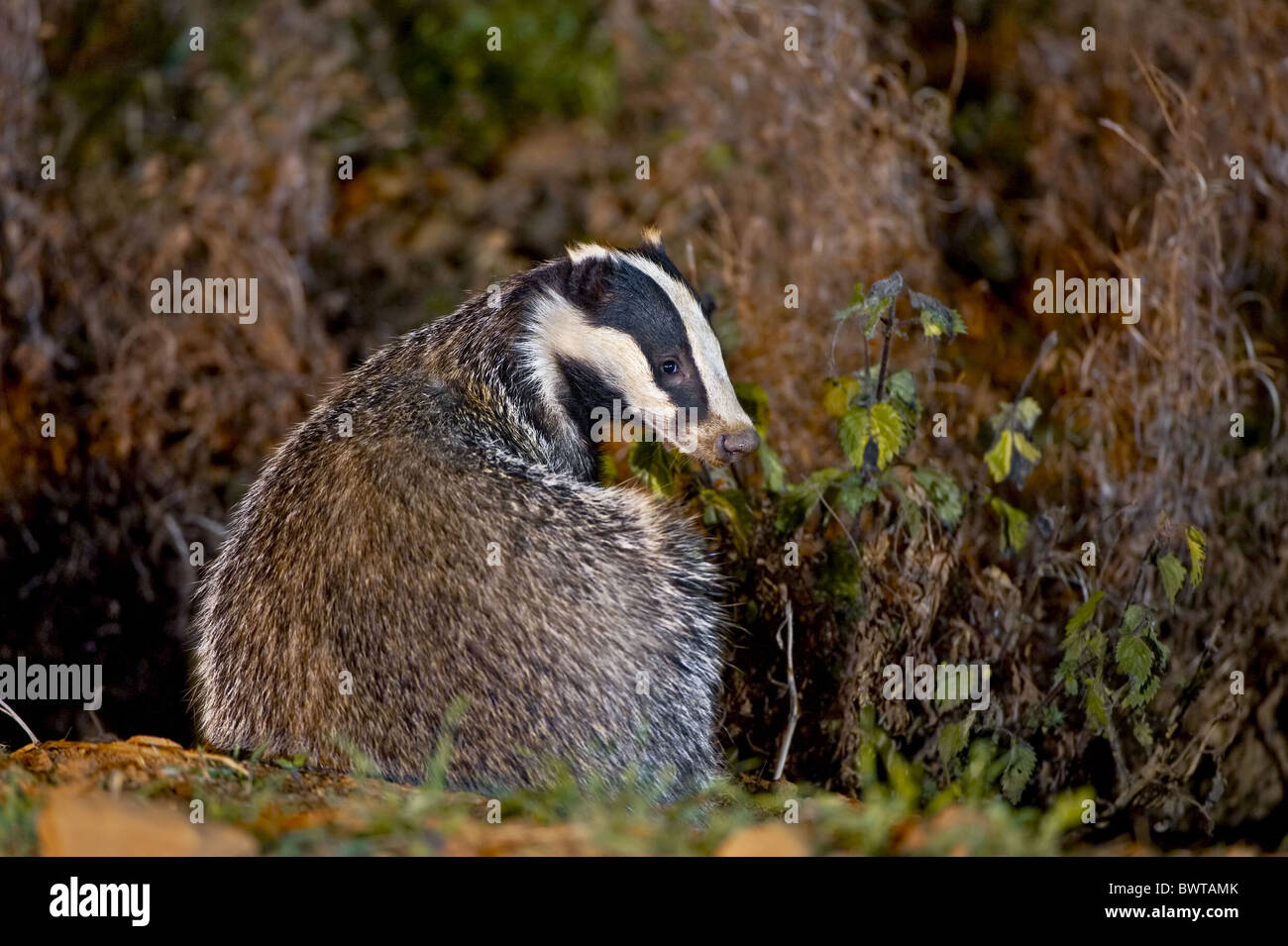 animals britain countryside eating england english europe european european badger feeding foraging forest land mammals mammals Stock Photo - Alamy animals britain countryside eating england english europe european european badger feeding foraging forest land mammals mammals Stock Photo - Alamy