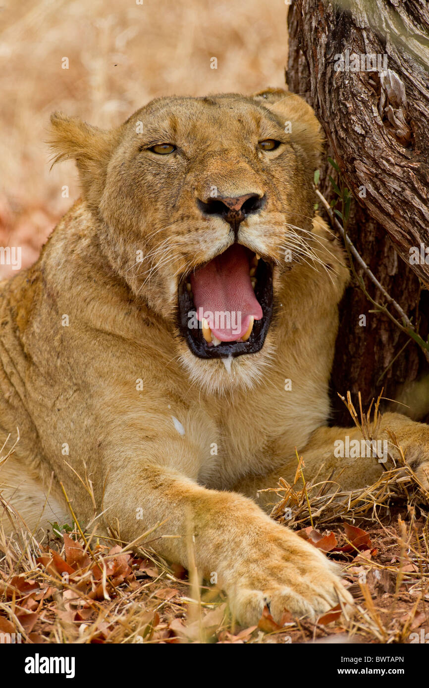 Majestic African Lion, Panthera leo, roams the African savannah,  representing the continent's iconic wildlife Stock Photo - Alamy