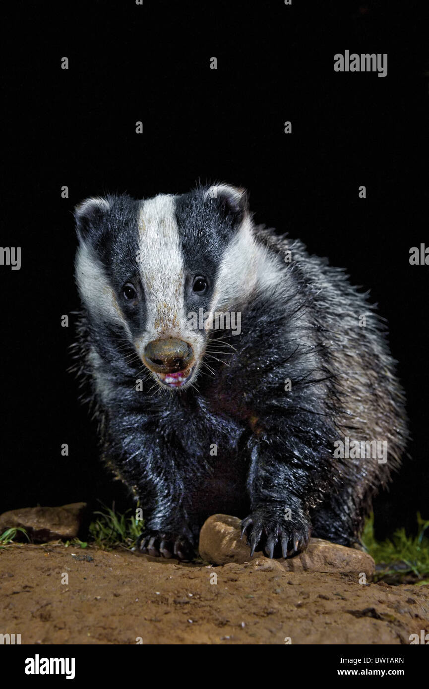 animals european badger land mammals mammals meles meles mustelidae mustelids nocturnal weasel wildlife asia asian eurasia Stock Photo - Alamy animals european badger land mammals mammals meles meles mustelidae mustelids nocturnal weasel wildlife asia asian eurasia Stock Photo - Alamy
