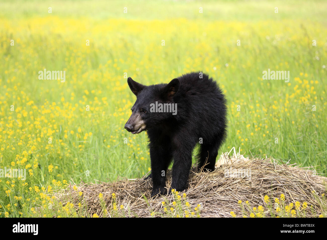 Jungtier - young bear bears 