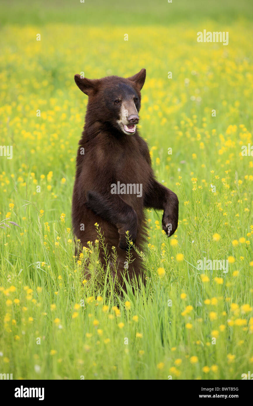 aufrecht stehend - standing upright Jungtier - young bear bears "north america" "north american" omnivore omnivores ursidae Stock Photo
