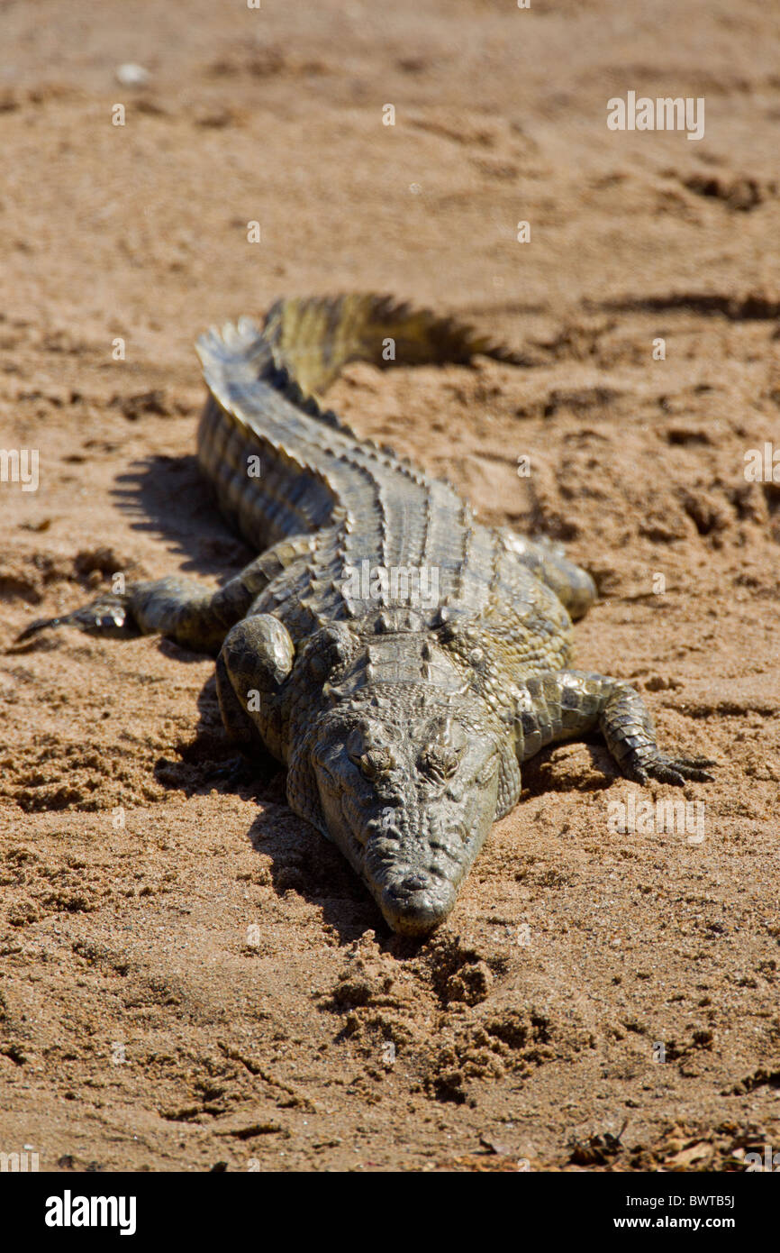 Portrait of a nile crocodile (Crocodylus niloticus) at a waterhole. The photo was taken in Kruger National Park, South Africa. Stock Photo