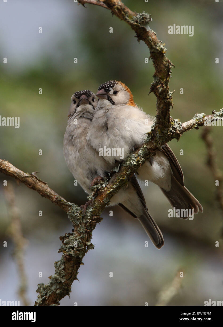 Speckle-fronted Weaver (Sporopipes frontalis emini) adult pair, perched together on branch, Kenya, november Stock Photo