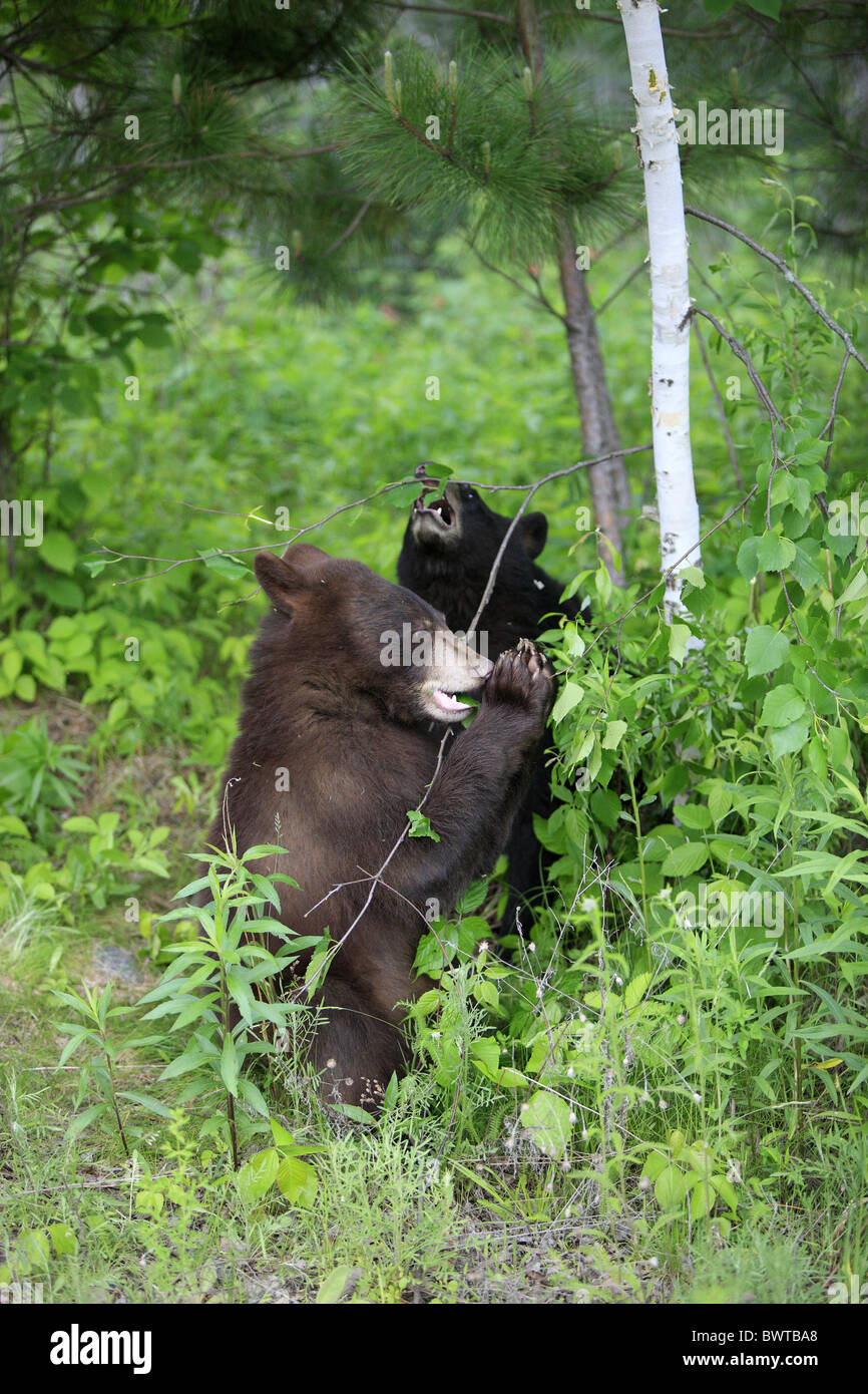 aufrecht stehend - standing upright Jungtier - young spielend - playing bear bears 'north america' 'north american' omnivore Stock Photo