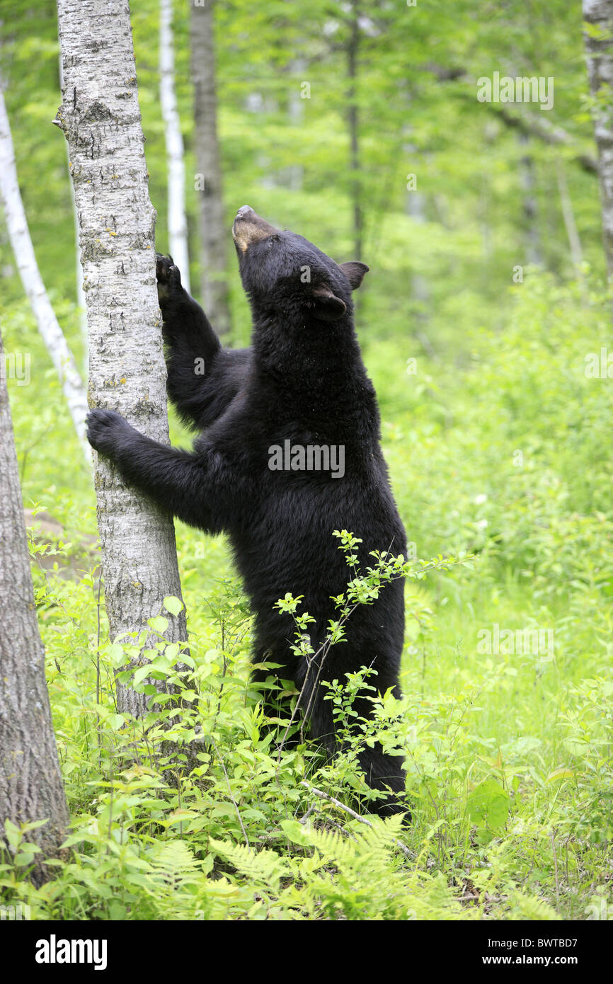 aufrecht stehend - standing upright bear bears 'north america' 'north american' omnivore omnivores ursidae mammal mammals Stock Photo