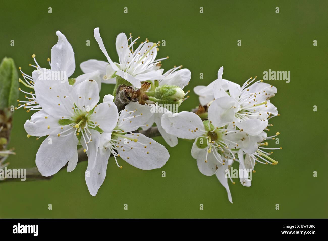 Bullace plum hi-res stock photography and images - Alamy