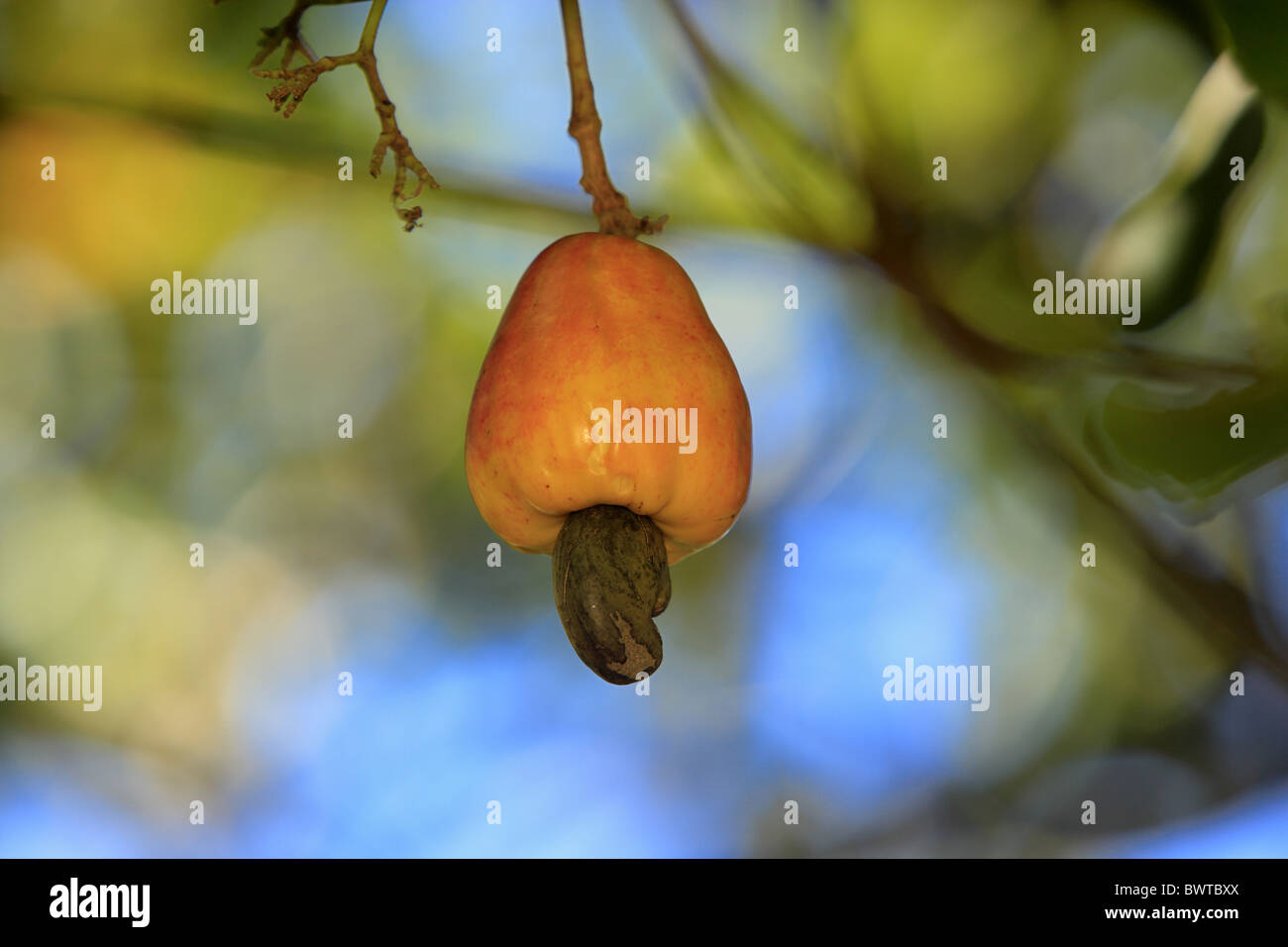 Tree cashewnut anacardium occidentale hires stock photography and
