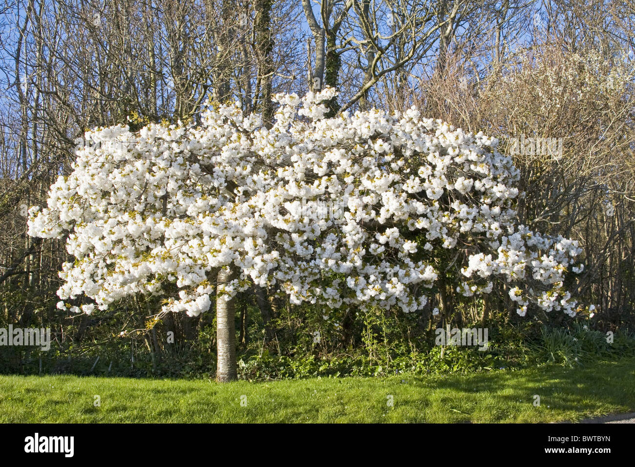 April Bloom Blooms Blossom Blossoms Double White Flower Flowers