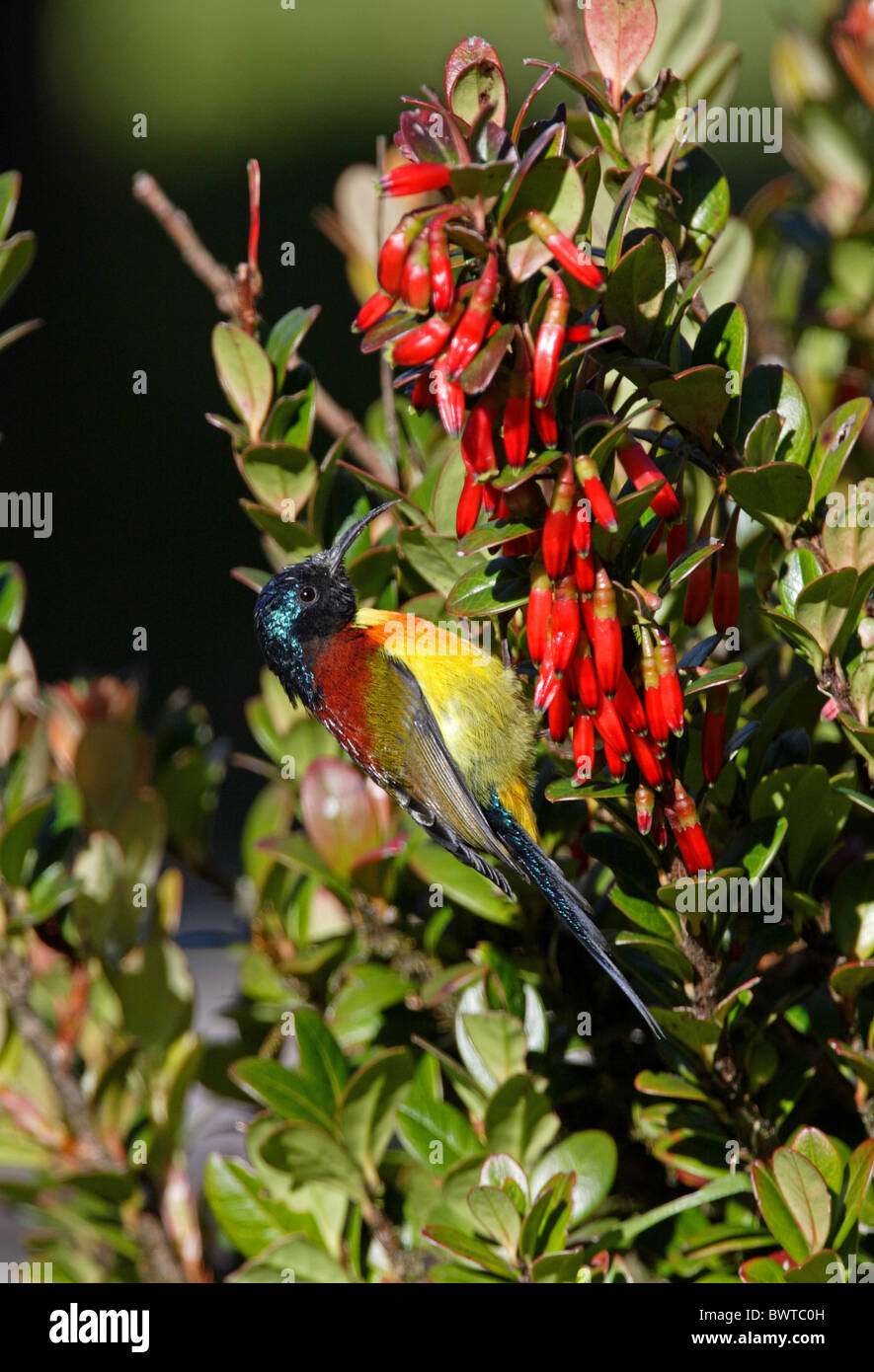 Green-tailed Sunbird (Aethopyga nipalensis angkanensis) adult male, feeding on flowers, Doi Inthanon N.P., Thailand, november Stock Photo