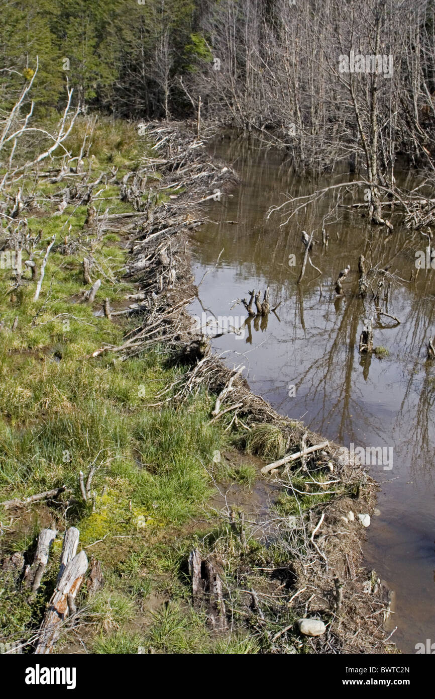 beaver beavers rodent rodents aquatic herbivore herbivores "north