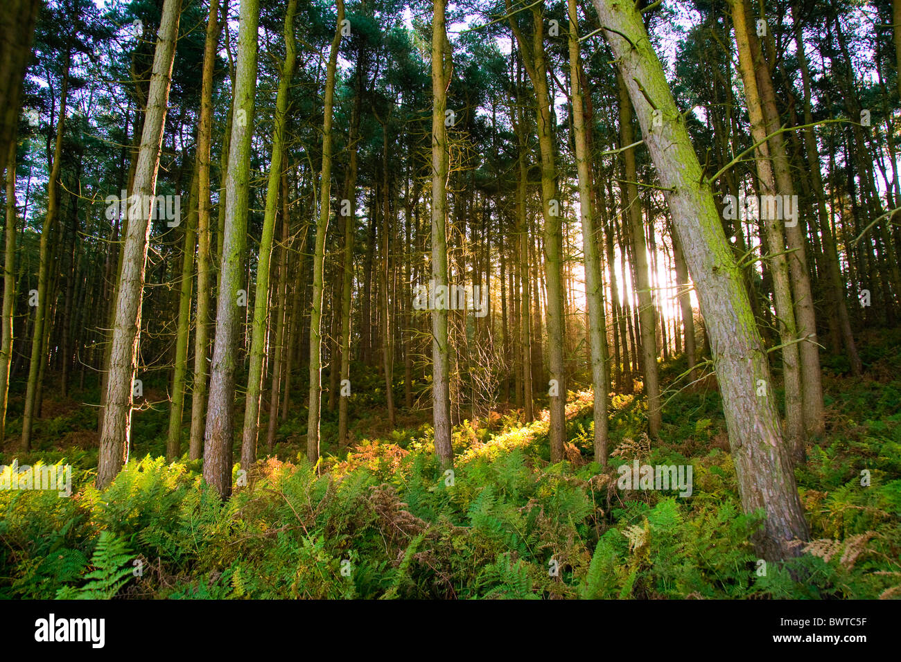 Sunlight coming through trees hi-res stock photography and images - Alamy