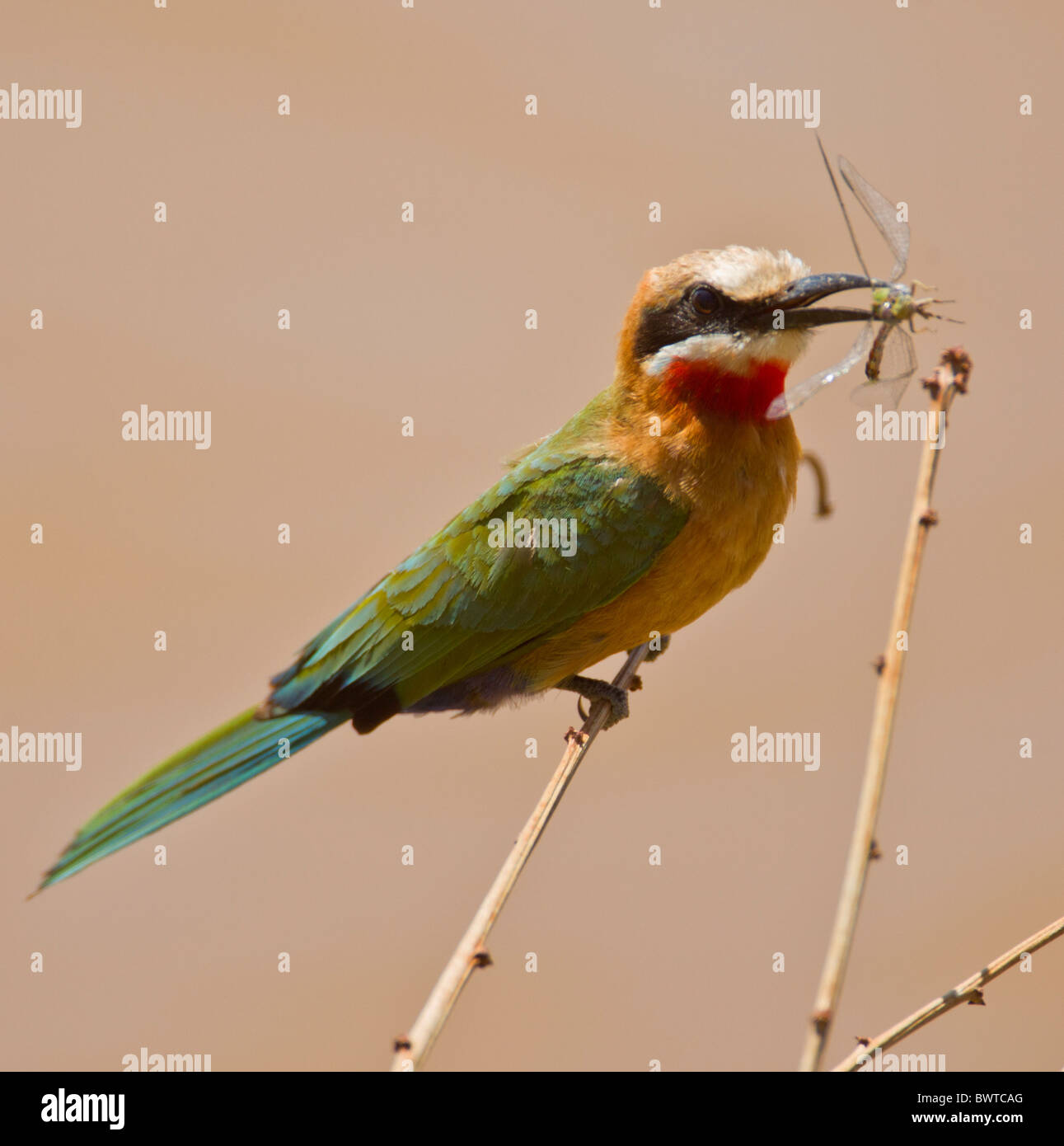 Portrait of a white-fronted bee-eater ( Merops bullockoides) on a twig ...