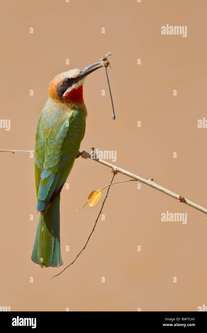 Portrait of a white-fronted bee-eater ( Merops bullockoides) on a twig ...