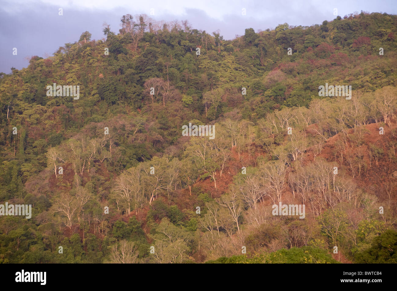 Eucalyptus (Eucalyptus sp.) forested hills, near Perai Village, West