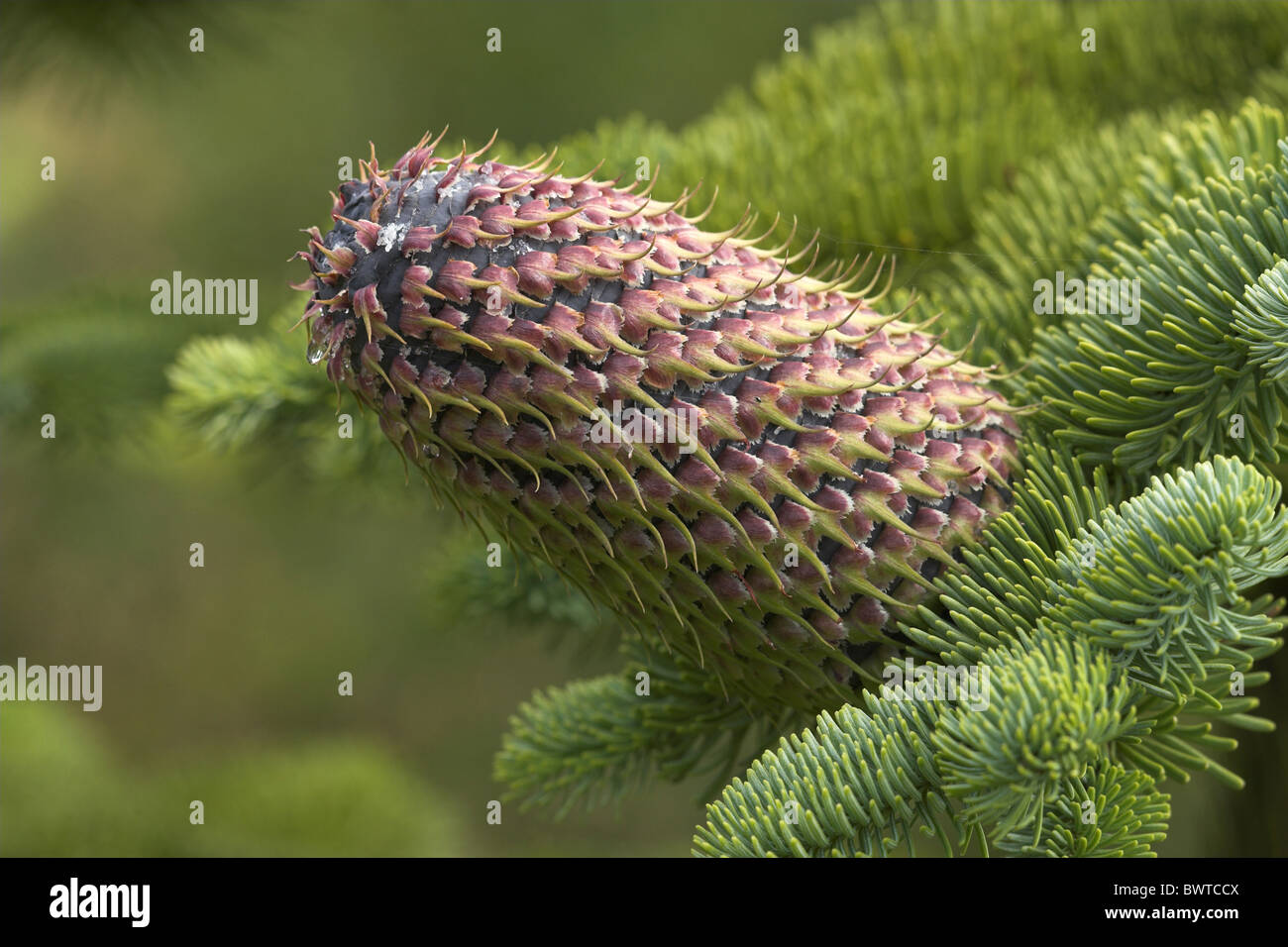 tree trees fir firs abies evergreen evergreens plant plants "north america" "north american