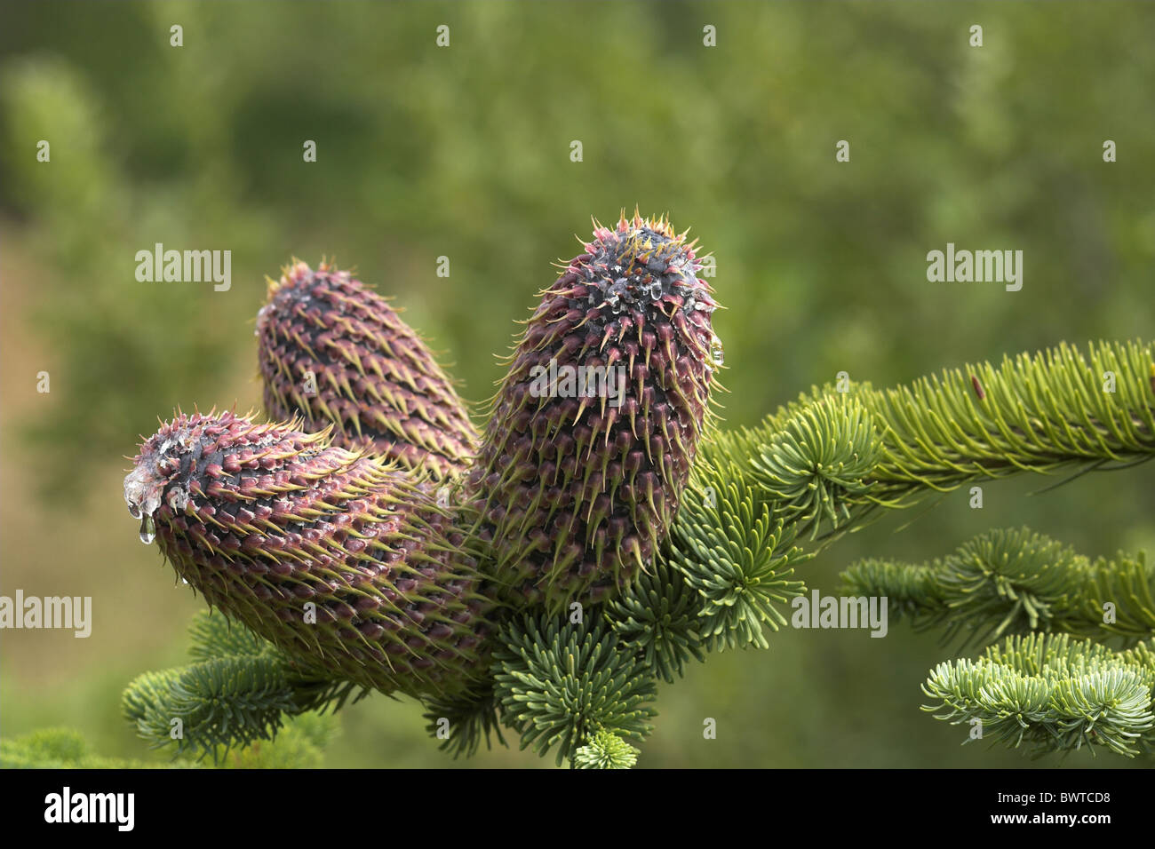 tree trees fir firs abies evergreen evergreens plant plants 'north america' 'north american' conifer conifers coniferous nature Stock Photo