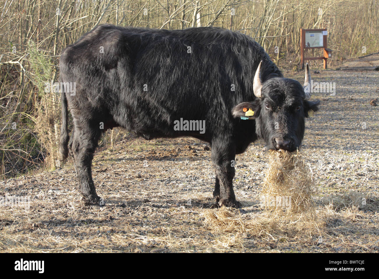 Domestic Water Buffalo (Bubalis bubalis) adult, feeding on hay, used to graze wetland vegetation for habitat management, Powys, Stock Photo
