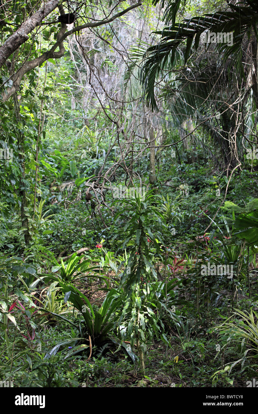 tree trees rainforest rainforests "rain forest" "rain forests" "rain-forest" "rain-forests" wood woods woodland woodlands Stock Photo
