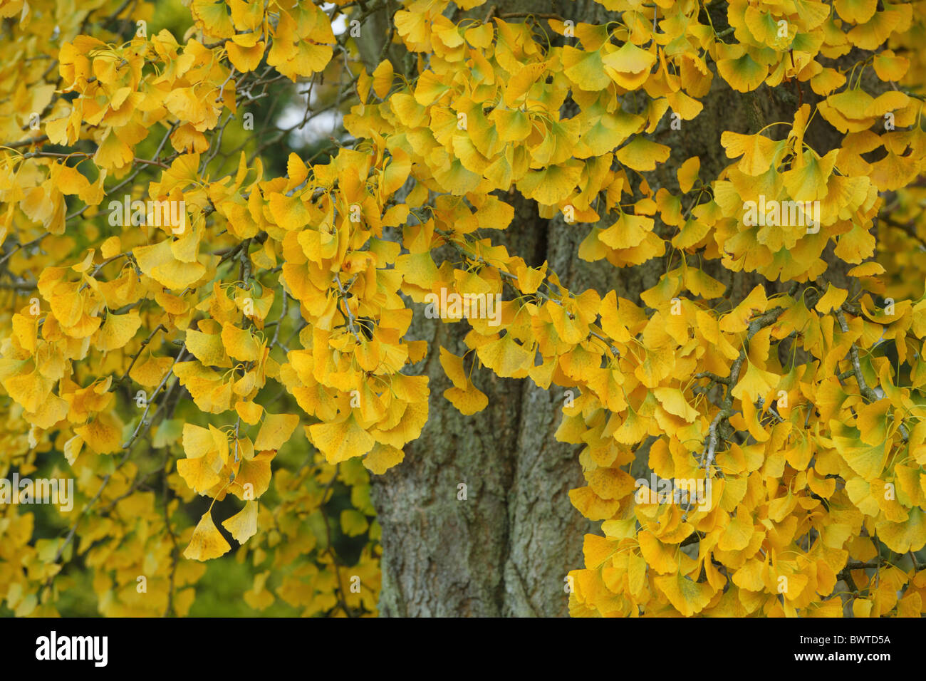 Maidenhair ginkgo biloba nature natural wild wildlife environment environmental europe european powys wales britain british Stock Photo