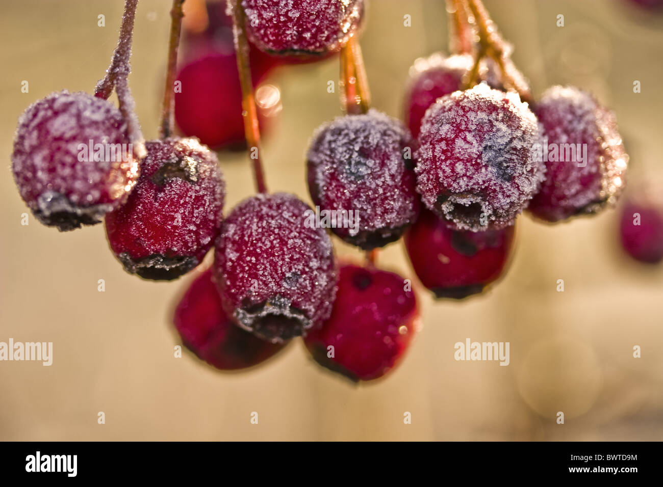 Autumn Autumnal Berries Berry Britain British Bunch Bunches Close up Close up Close Cold Common Covered Crataegus Dangle Stock Photo
