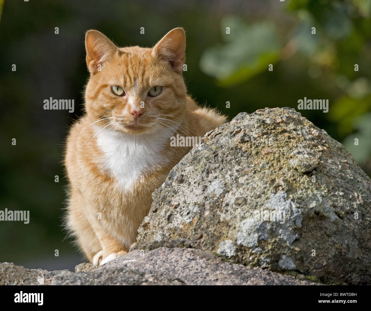 Ginger tom male farm cat cat cat cats carnivore carnivores domestic domesticated pet pets