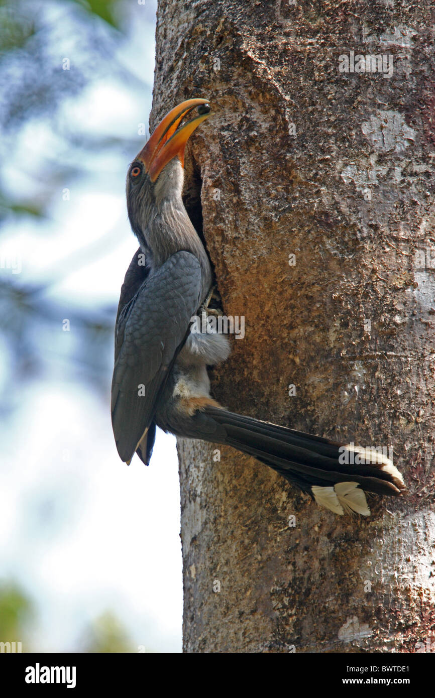 Malabar Grey Hornbill (Ocyceros griseus) adult male, at nesthole, with fruit for nesting female, Kerala, India, february Stock Photo