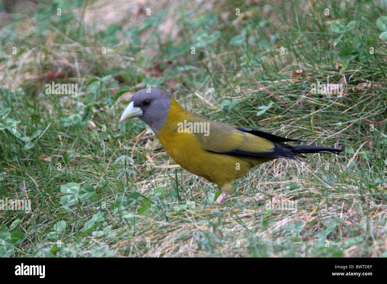 Collared Grosbeak (Mycerobas affinis) adult female, standing on ground, Zixi Shan, Chuxiong, Yunnan, China, march Stock Photo