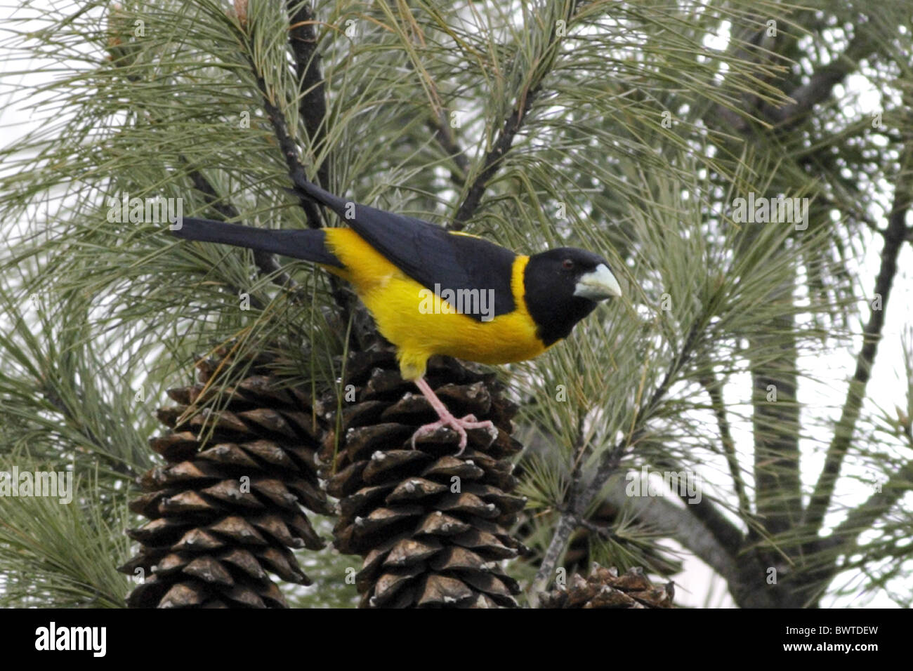 Collared Grosbeak (Mycerobas affinis) adult male, perched on pine cones, Zixi Shan, Chuxiong, Yunnan, China, march Stock Photo