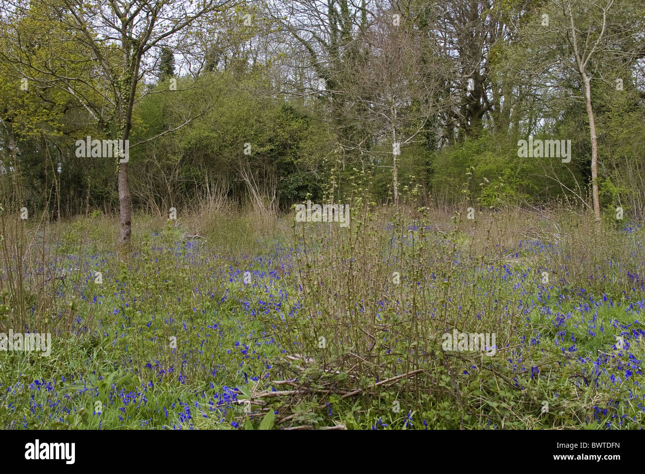 Common Hazel (Corylus avellana) coppice, cut one year ago, vigourous re-growth, Thorncombe Wood, Dorchester, Dorset, England, Stock Photo
