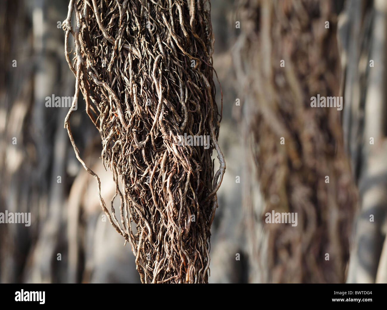 Vine tree branches hires stock photography and images Alamy