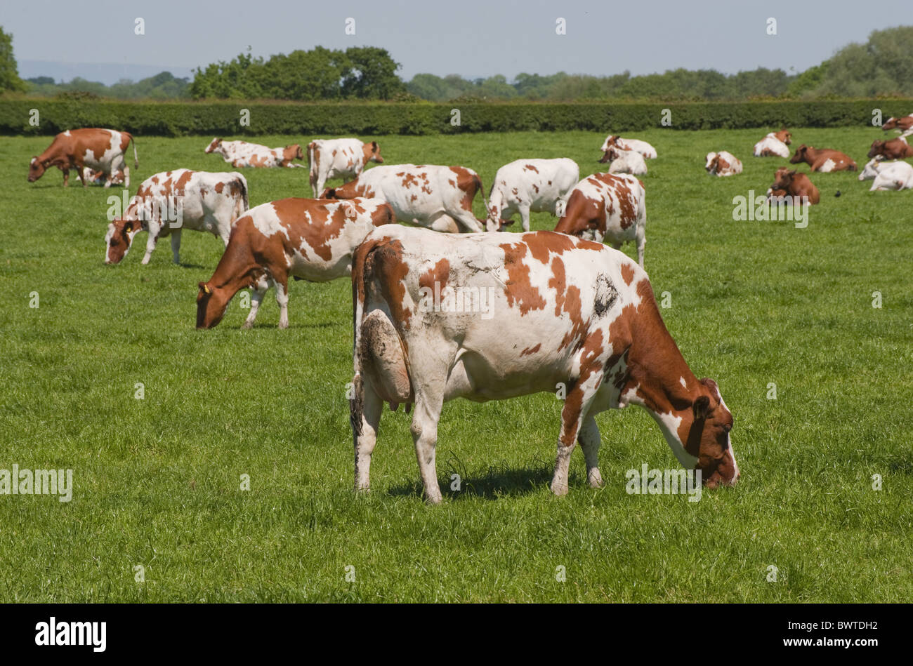 Ayrshire Cheshire Marthall cows dairy grass meadow cattle cow cows bovid bovidae domestic domesticated farm farms farming Stock Photo