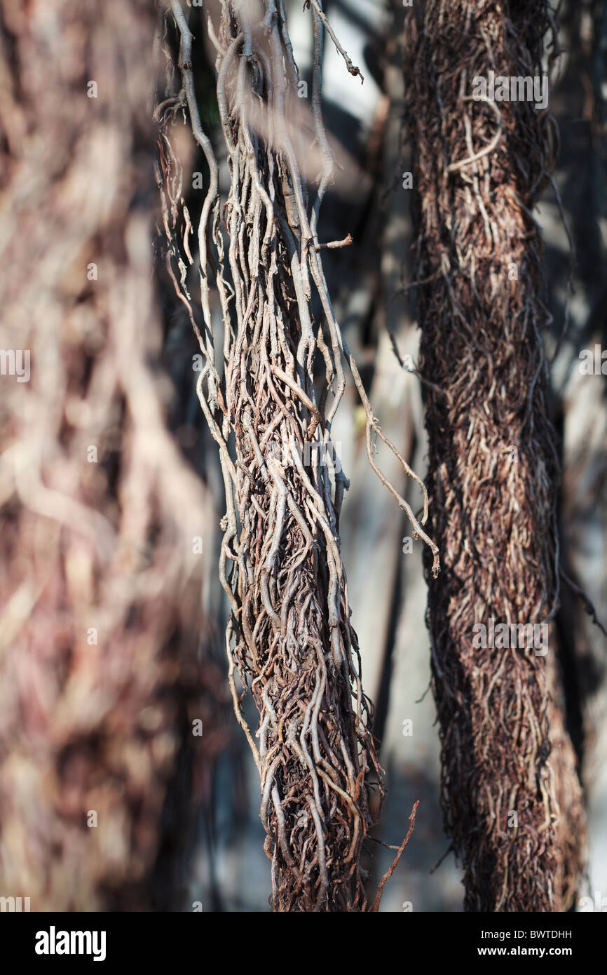 Vine tree branches hires stock photography and images Alamy