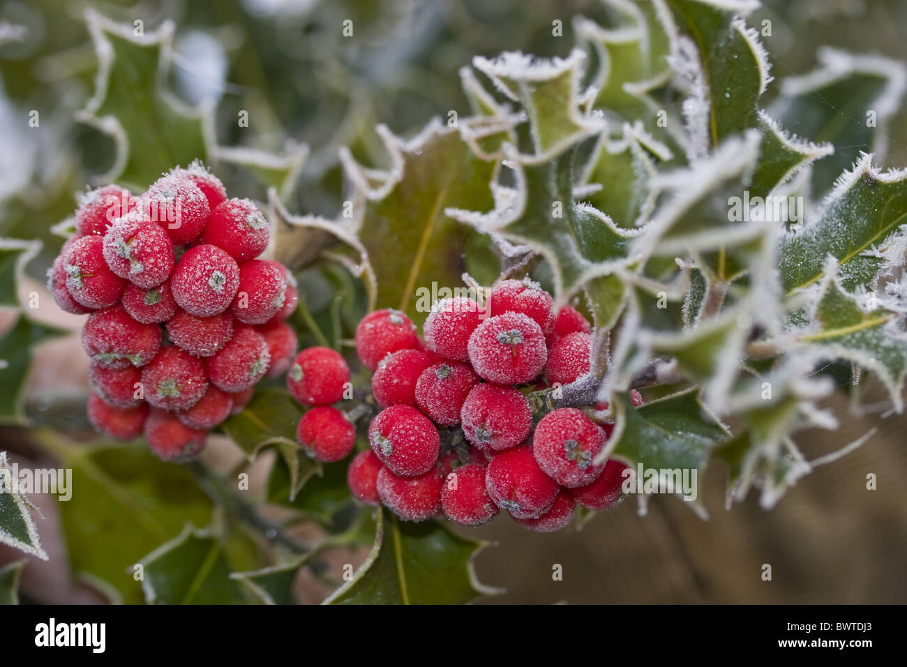 Aquifoliaceae Aquifolium Berries Berry Britain British Christmas Christmassy Close Up Close Close-up Cold Covered Dorset Stock Photo