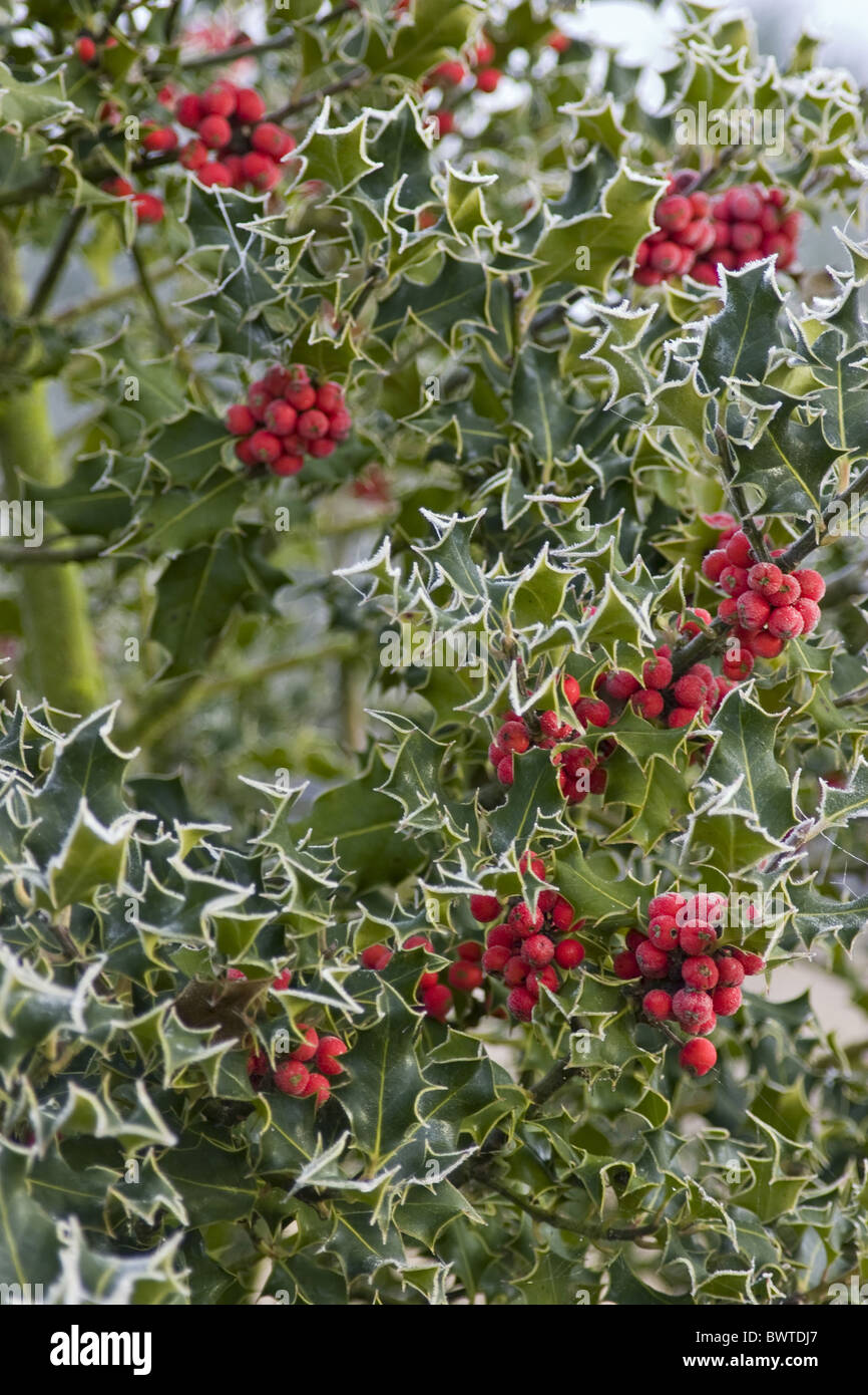 Aquifoliaceae Aquifolium Berries Berry Britain British Christmas Christmassy Close Up Close Close-up Cold Covered Dorset Stock Photo