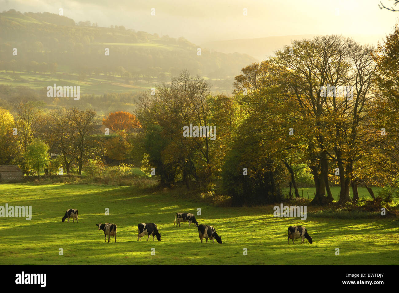 Domestic Cattle, Holstein Friesian cows, herd grazing in pasture ...