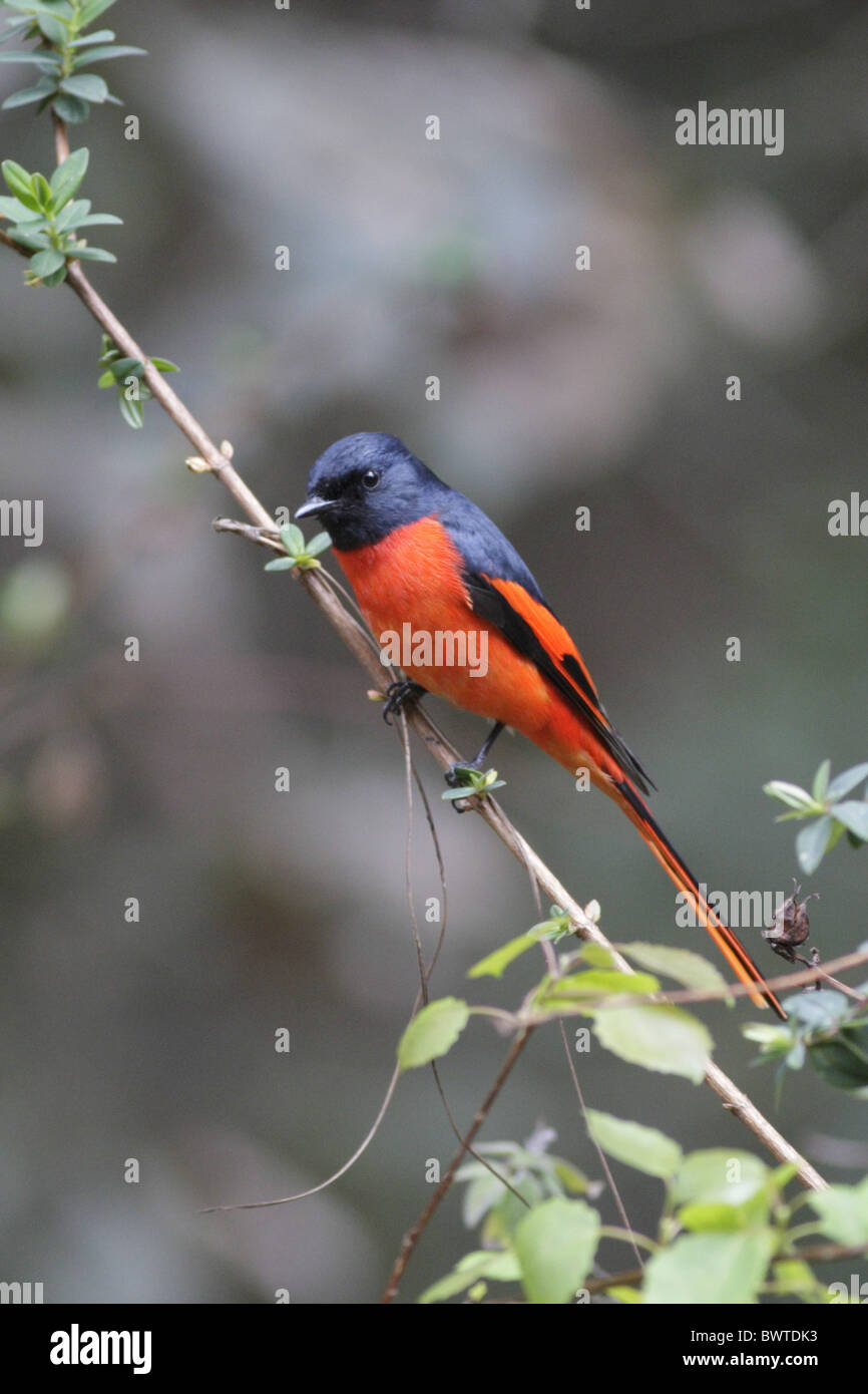 Long-tailed Minivet (Pericrocotus ethologus) adult male, perched on twig, Zixi Shan, Yunnan, China, march Stock Photo