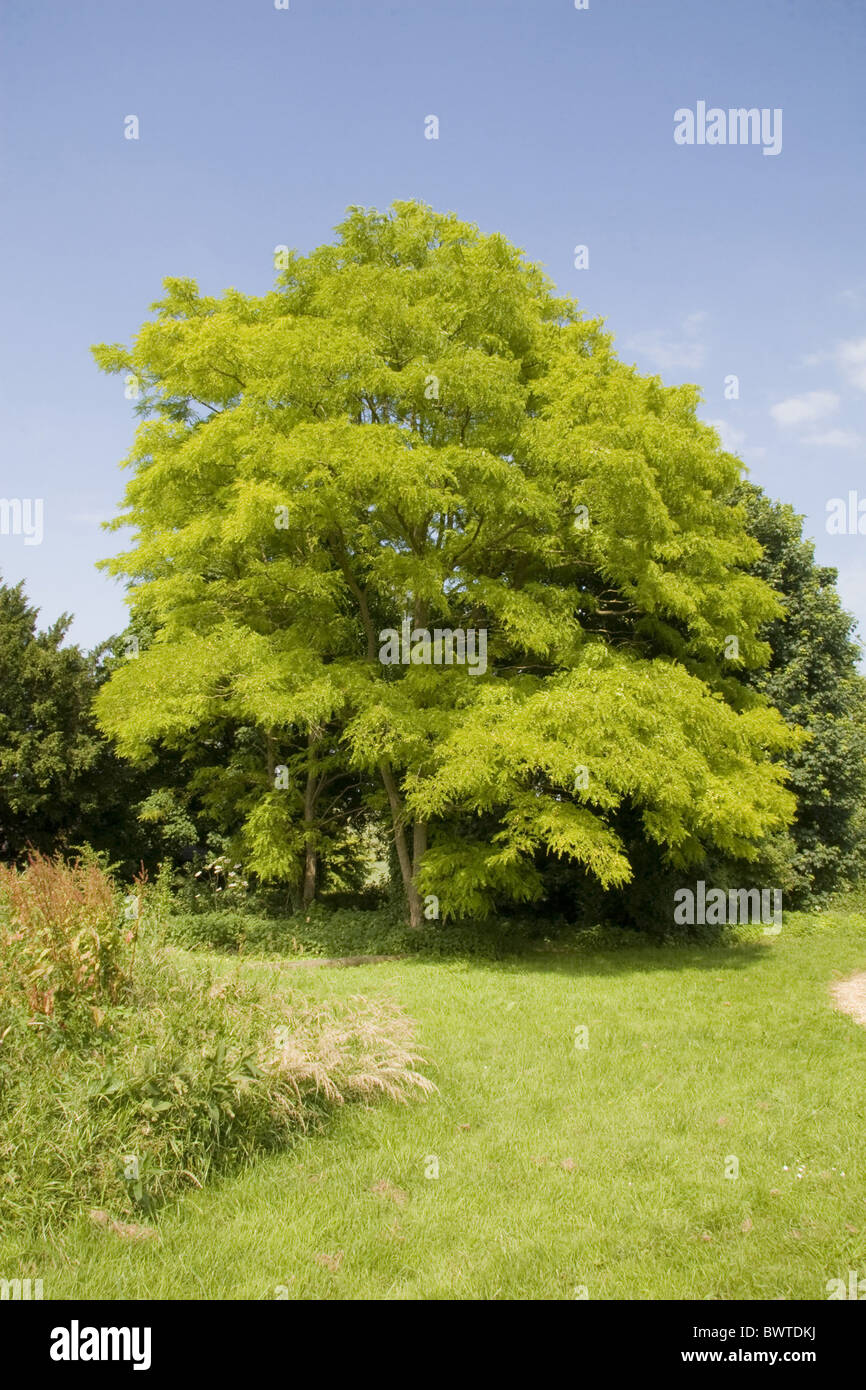 Gleditsia britain british deciduous england english locust locusts