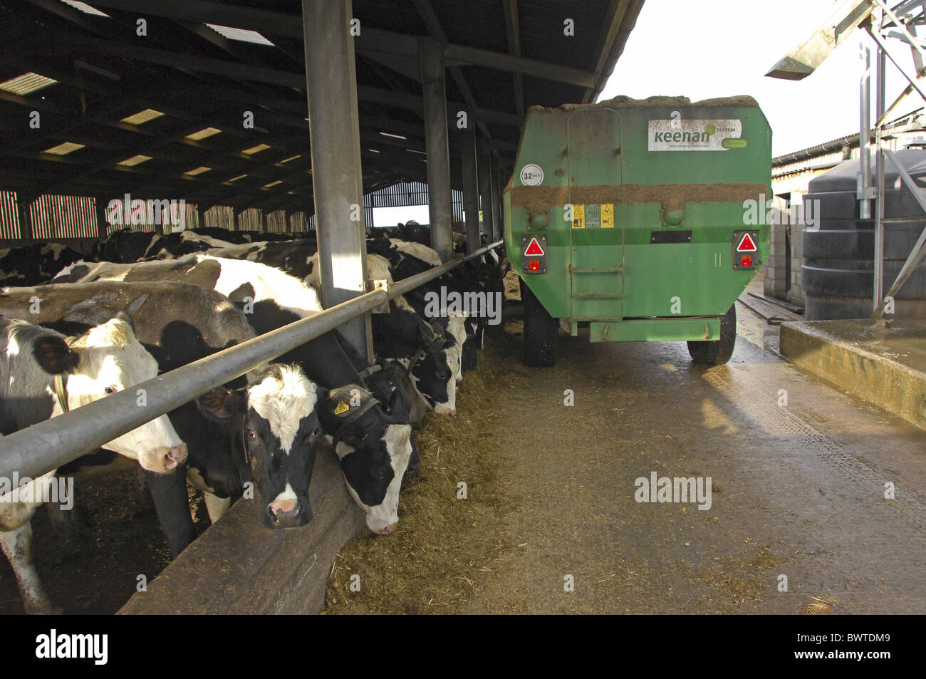Holstein Cattle Feed Silage Feeder Wagon Friesian Friesians